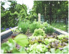 image plante à gogo