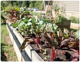 image potager d'amour sucré